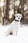 Parson Russell Terrier