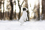 Parson Russell Terrier puppy in snow