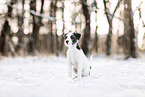 Parson Russell Terrier puppy in snow