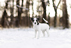 Parson Russell Terrier puppy in snow