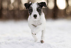 Parson Russell Terrier puppy in snow