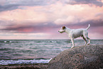 Parson Russell Terrier at the beach