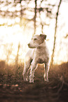 old Parson Russell Terrier