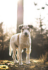 old Parson Russell Terrier
