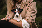 Parson Russell Terrier Puppy