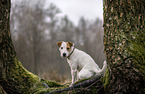 male Parson Russell Terrier