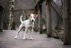 male Parson Russell Terrier