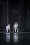 dogs