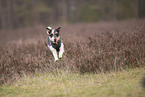 Parson Russell Terrier