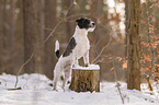 Parson Russell Terrier in the snow