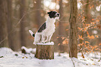 Parson Russell Terrier in the snow