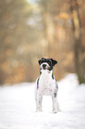 Parson Russell Terrier in the snow