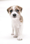 Parson Russell Terrier puppy