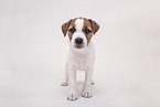 Parson Russell Terrier puppy