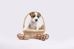 Parson Russell Terrier puppy