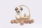 Parson Russell Terrier puppy