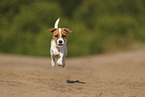 Parson Russell Terrier puppy
