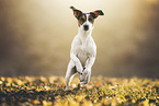 Parson Russell Terrier