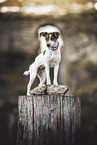 Parson Russell Terrier