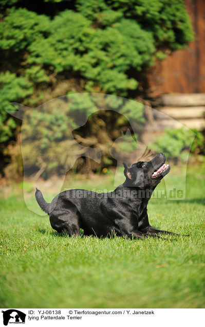 lying Patterdale Terrier / YJ-06138