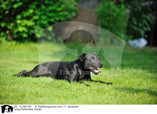 lying Patterdale Terrier / YJ-06139