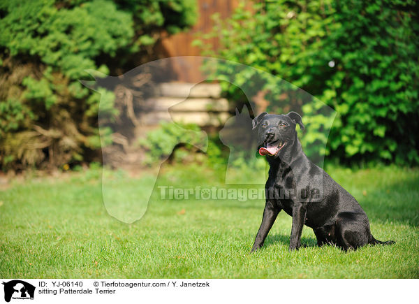 sitting Patterdale Terrier / YJ-06140