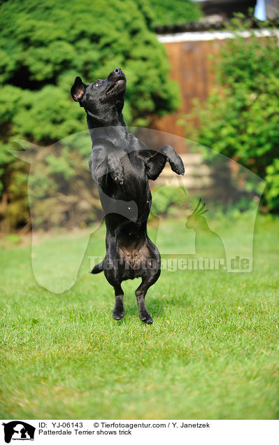 Patterdale Terrier shows trick / YJ-06143