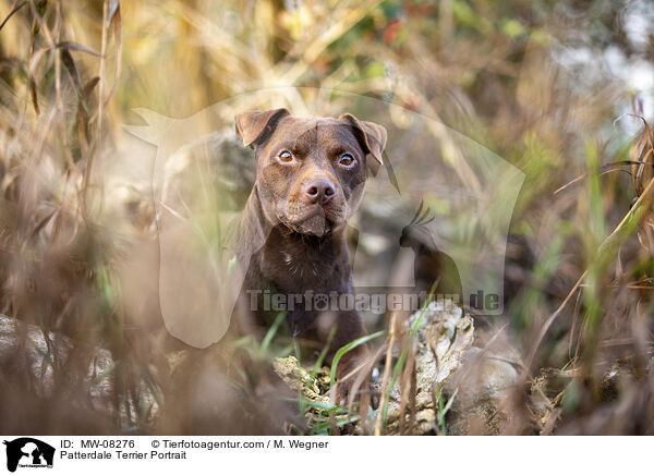 Patterdale Terrier Portrait / Patterdale Terrier Portrait / MW-08276