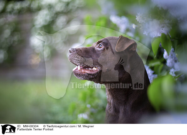 Patterdale Terrier Portrait / Patterdale Terrier Portrait / MW-08304