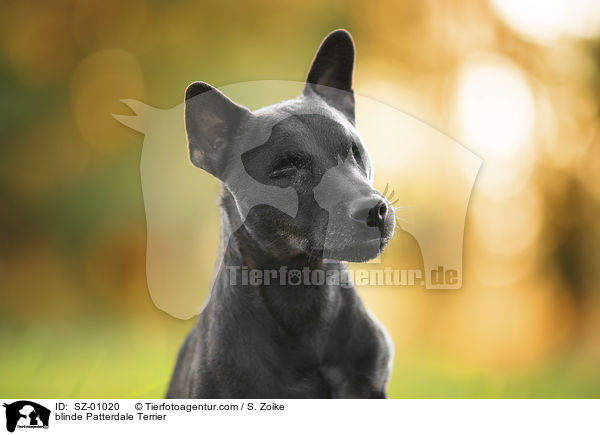 blinde Patterdale Terrier / SZ-01020