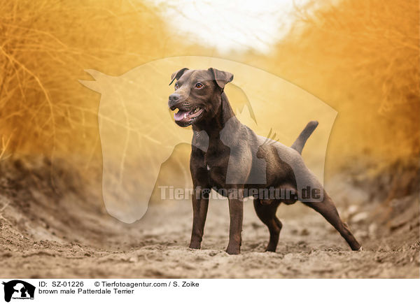 brauner Patterdale Terrier Rde / brown male Patterdale Terrier / SZ-01226