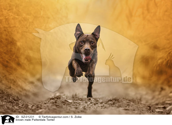 brown male Patterdale Terrier / SZ-01231