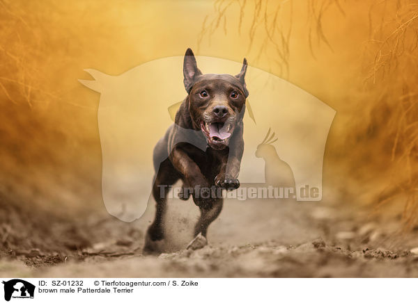 brown male Patterdale Terrier / SZ-01232