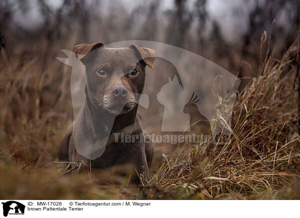 brown Patterdale Terrier / MW-17026