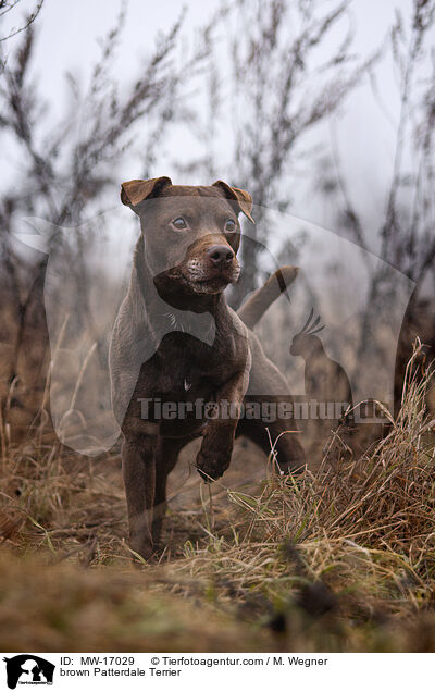 brauner Patterdale Terrier / brown Patterdale Terrier / MW-17029