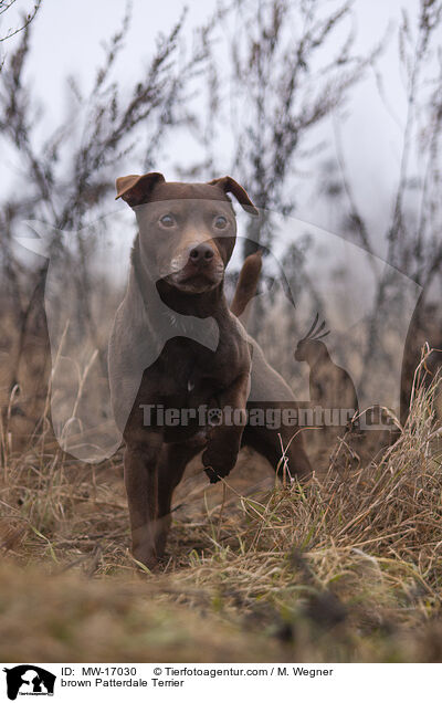 brauner Patterdale Terrier / brown Patterdale Terrier / MW-17030