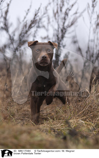 brown Patterdale Terrier / MW-17084