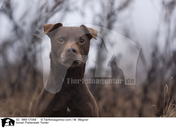 brauner Patterdale Terrier / brown Patterdale Terrier / MW-17088