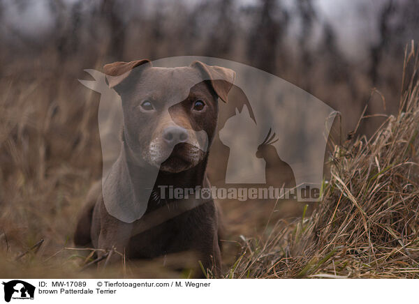 brauner Patterdale Terrier / brown Patterdale Terrier / MW-17089