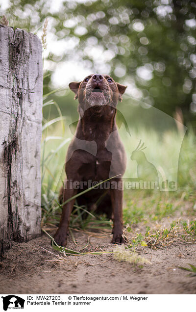 Patterdale Terrier im Sommer / Patterdale Terrier in summer / MW-27203
