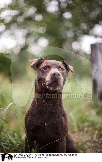 Patterdale Terrier im Sommer / Patterdale Terrier in summer / MW-27204