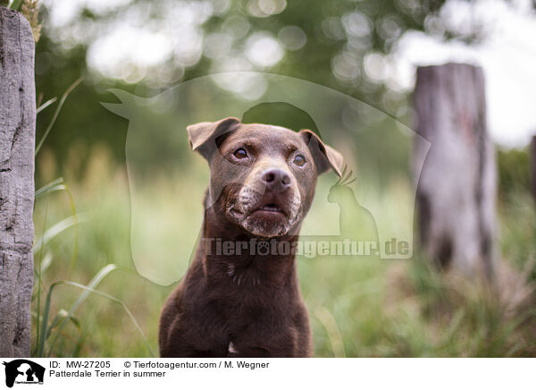Patterdale Terrier im Sommer / Patterdale Terrier in summer / MW-27205