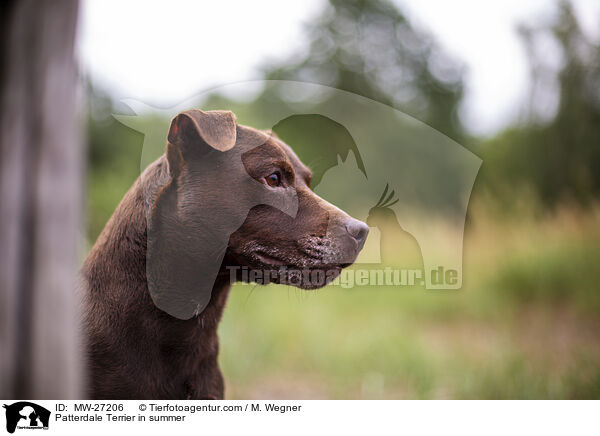 Patterdale Terrier in summer / MW-27206