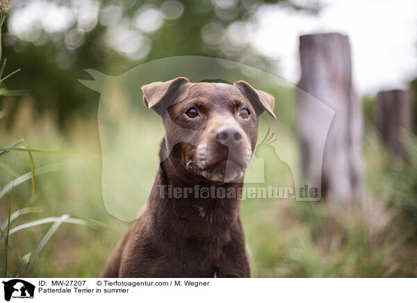 Patterdale Terrier im Sommer / Patterdale Terrier in summer / MW-27207