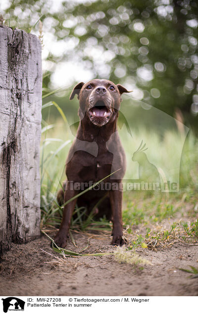Patterdale Terrier im Sommer / Patterdale Terrier in summer / MW-27208