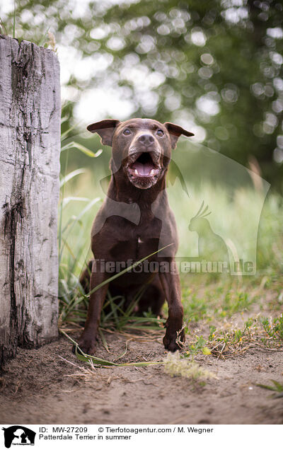 Patterdale Terrier in summer / MW-27209