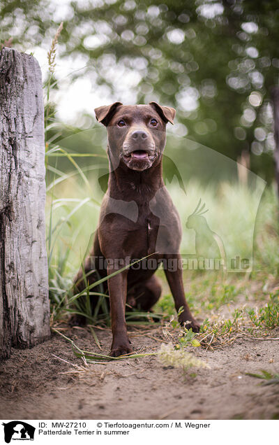 Patterdale Terrier in summer / MW-27210