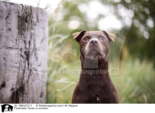 Patterdale Terrier in summer / MW-27211