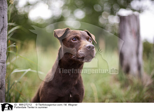 Patterdale Terrier im Sommer / Patterdale Terrier in summer / MW-27212