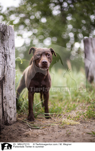 Patterdale Terrier in summer / MW-27213
